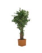 kunstplant ficus 200 cm.